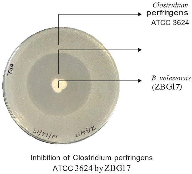 Bacillus velezensis ZBG17