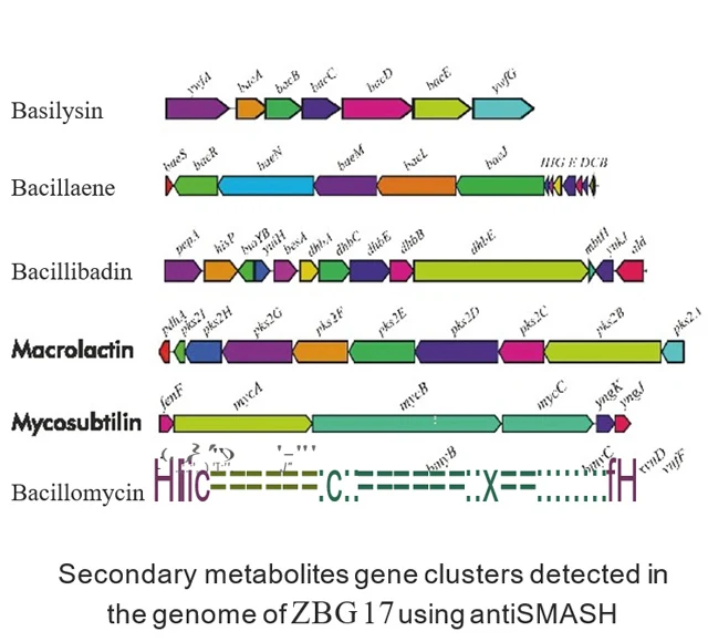 Whole genome sequenced for all strains