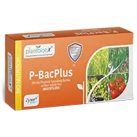 P-BacPlus�